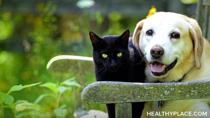 Do Pets Help Anxiety and Depression from DID? | HealthyPlace