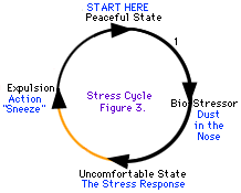 Some stress cycles are easier to move through than others. Some stress cycles are easier to move through than others.