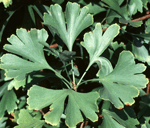 Ginkgo Biloba © Steven Foster 