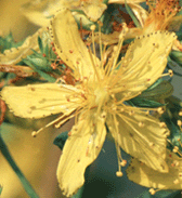 St. John's Wort: Herbs at a glance