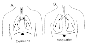 Diaphragmatic Breath Figure