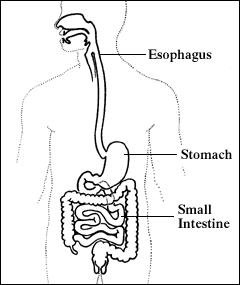 Illustration of the digestive system