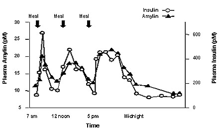 Secretion Profile of Amylin and Insulin in Healthy Adults