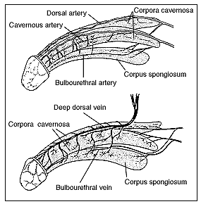 Two  drawings of  the penis: the top one showing the arteries of the penis  and the bottom  one showing the veins of the penis. The top drawing  contains labels for  the cavernous artery, dorsal artery, corpora  cavernosa, bulbourethral  artery, and corpus.