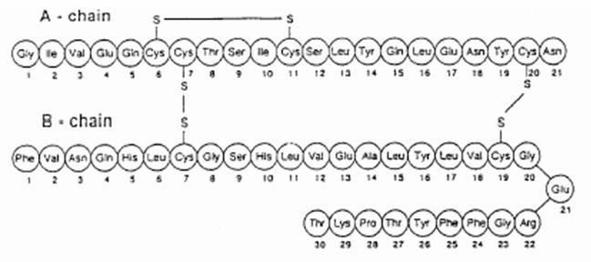 Human insulin primary amino acid sequence: