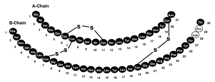 Insulin lispro primary structure