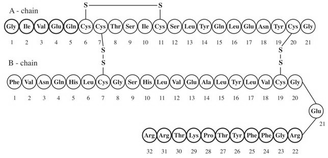 Insulin Structural Formula