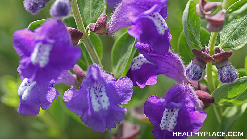 skullcap előnyös a fogyás)