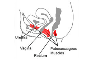 Female pelvic area