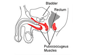 Male pelvic area