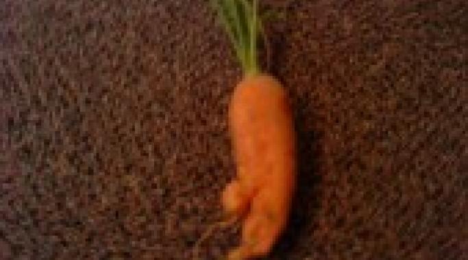 crazycarrot