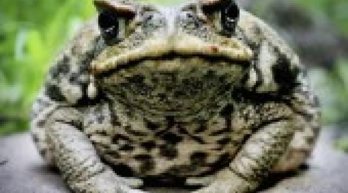 bloated-toad