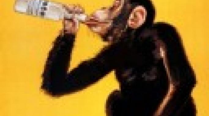 monkey-drinking-booze