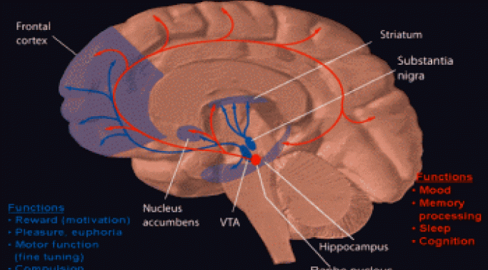 If activities such as gambling and sex trigger the brain's reward system, are behavioral addictions and substance addictions the same thing?