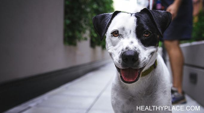 Animals help with depression in more ways than being cute and cuddly to raise our spirits. Find out how animals really help with depression. Read this.