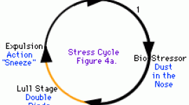 The lull stage circle