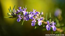 Rosemary is an herbal remedy used to improve memory, relieve muscle pain and spasm, and stimulate hair growth. Learn about the usage, dosage, side-effects of Rosemary.