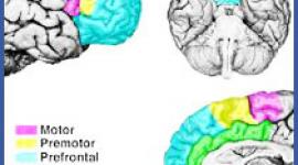 Paper on psychopathology of frontal lobe syndromes and how behavior problems with frontal lobe injury lead to attention disorder and other problems.