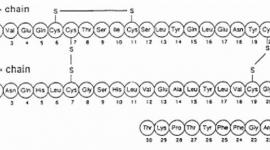 Human insulin primary amino acid sequence: