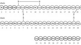 Insulin Structural Formula