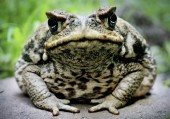 bloated-toad