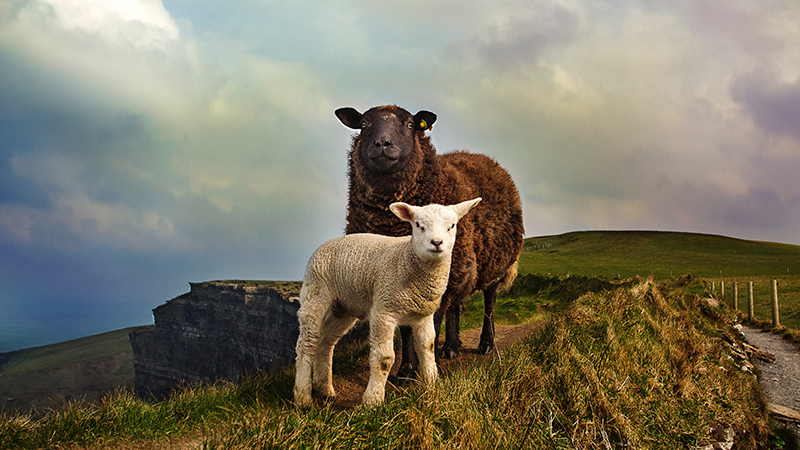 Mental health stigma makes many people feel as if they are the black sheep of humanity. The reality: people are each unique - so we're all a black sheep.