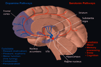 If activities such as gambling and sex trigger the brain's reward system, are behavioral addictions and substance addictions the same thing?