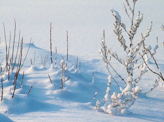 The winter can worsen depression but read these tips on surviving the winter with depression to fight back.